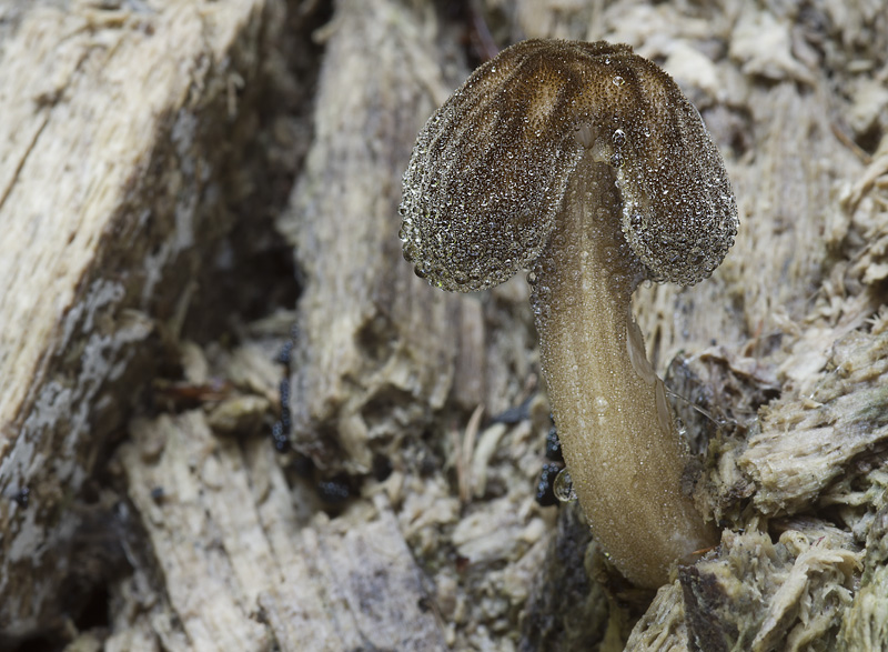 Pluteus umbrosus